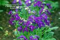 purple flower